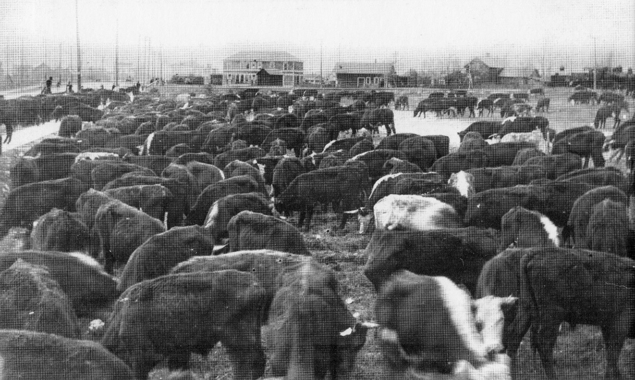 Early photo of cows running free on Manistique's Westside